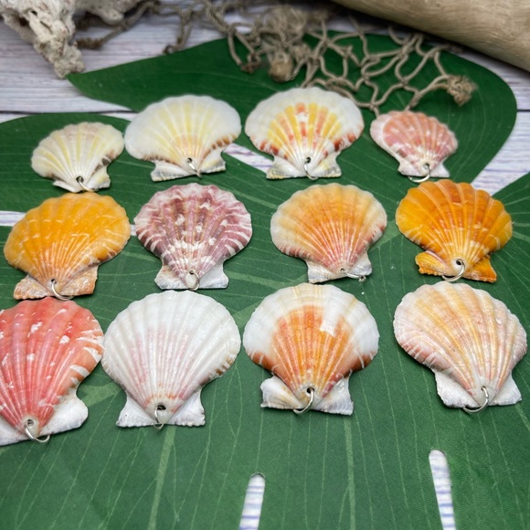 REAL Seashells Scallop Shells Pendants /Charms Lot with silver tone jump rings - Picture 8 of 16